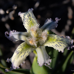 Flowers (61)