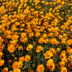 Flowers (62)