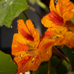Flowers (64)