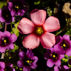 Flowers (65)