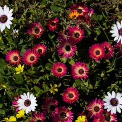 Flowers (67)