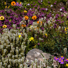 Flowers (68)