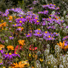 Flowers (69)