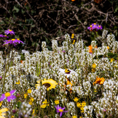Flowers (70)