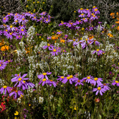 Flowers (71)