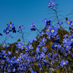 Flowers (72)