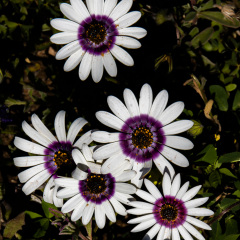 Flowers (73)