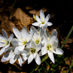 Flowers (74)