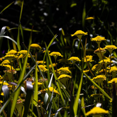 Flowers (75)