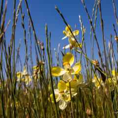 Flowers (76)