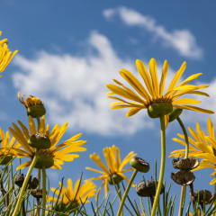 Flowers (78)