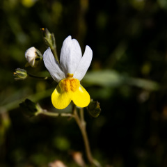 Flowers (79)