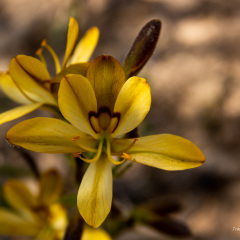 Flowers (80)