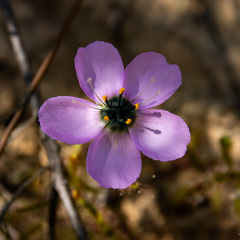 Flowers (81)