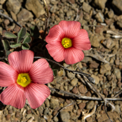 Flowers (82)