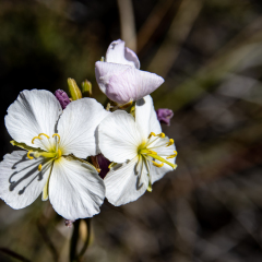 Flowers (84)