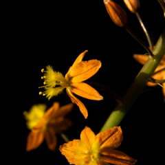 Flowers (85)