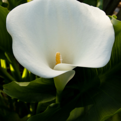Flowers (86)