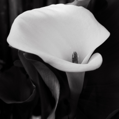 Flowers (88)