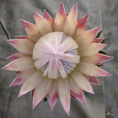 Flowers (89)