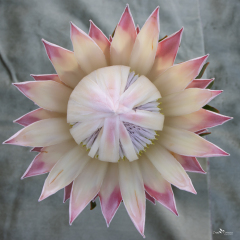 Flowers (90)